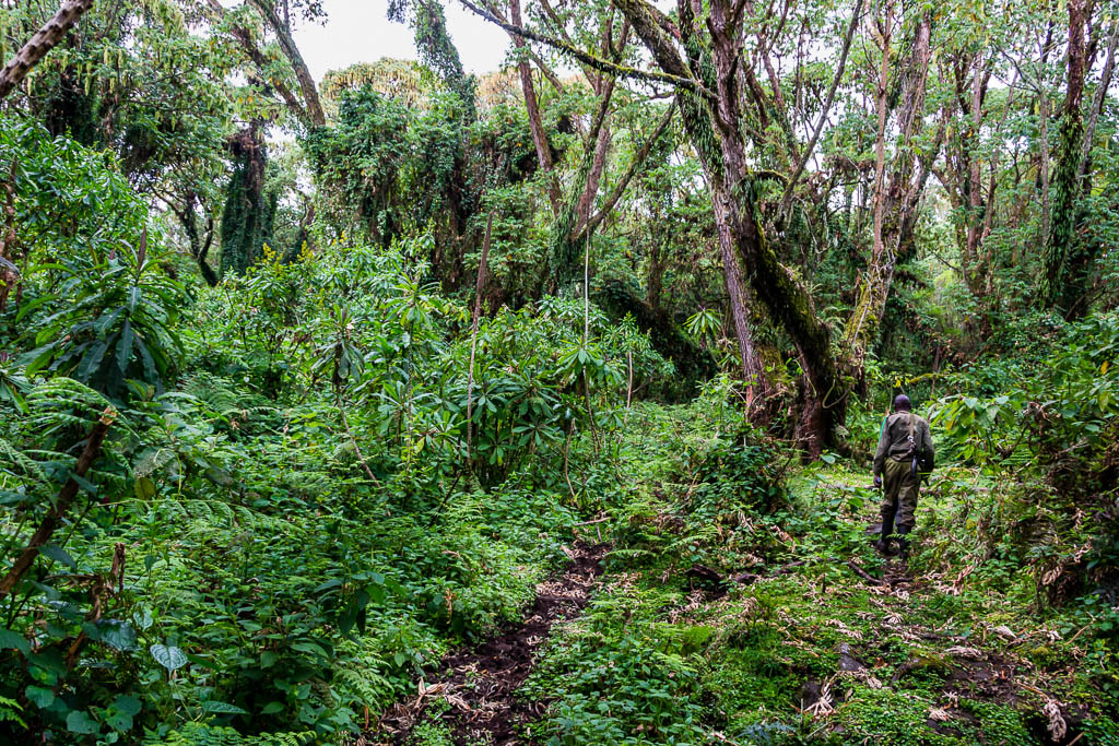 Mountain gorilla Conservation Tour, Virunga