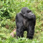 Mountain Gorilla Conservation Tour, Virunga