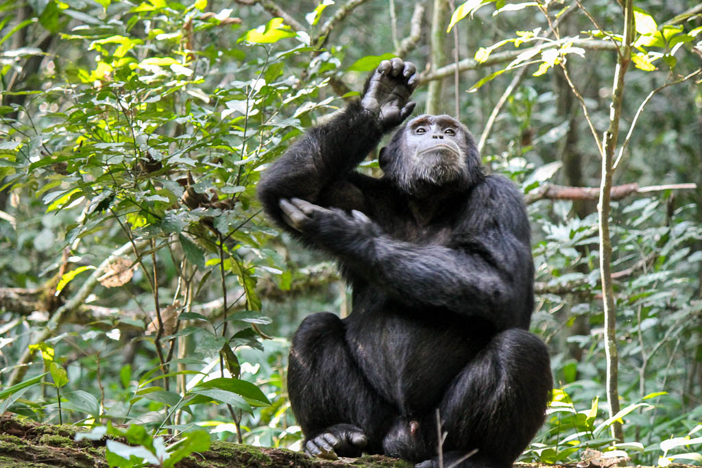 Chimpanzee Trekking, Nyungwe Forest