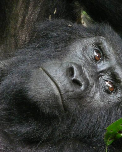 Gorilla Trekking, Uganda