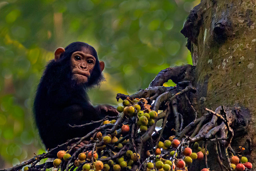 Chimpanzee Trekking, Kibale Forest