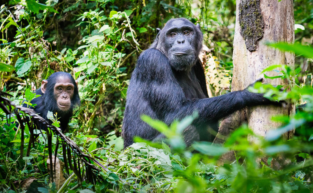 Chimps, Kibale National Park