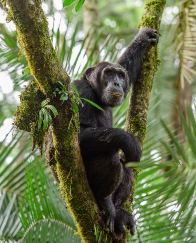 Common Chimpanzee, Kibale Forest