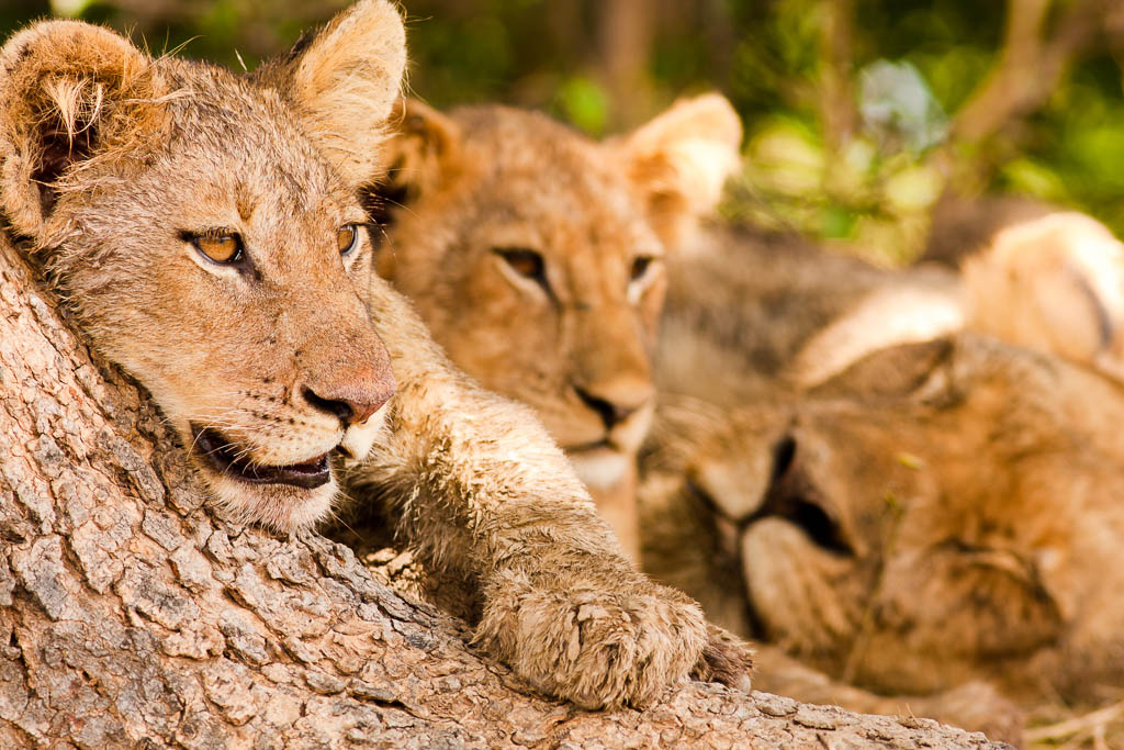 Zambia Safari 2021 2022 Kated   ZMB1b Lion Pride South Luangwa 