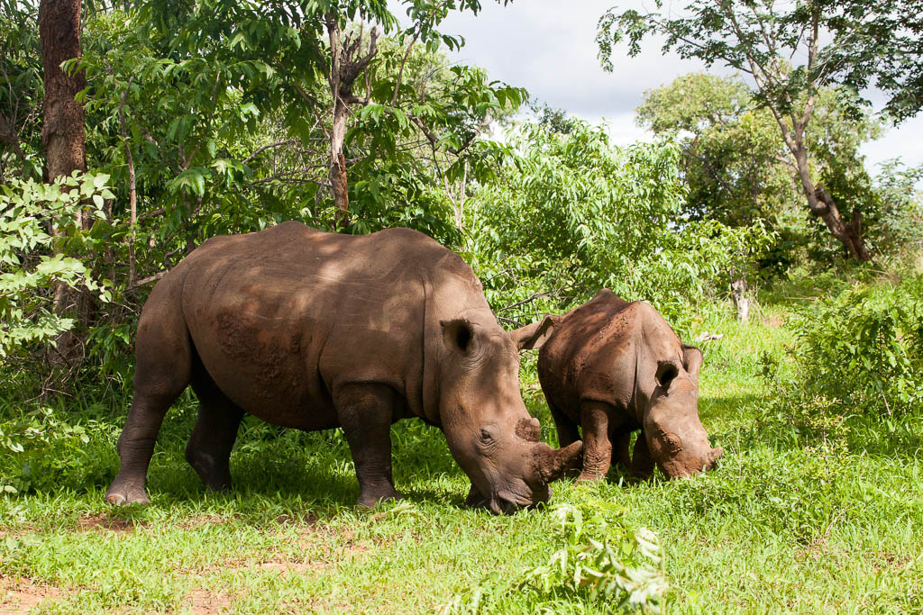 Rhino Walking Safari, Mosi-oa-Tunya National Park