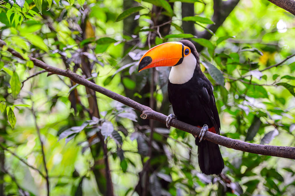 Behind-the-Scenes At Birds Park, Iguazu National Park