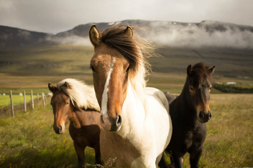 Horseback Tour, South Iceland