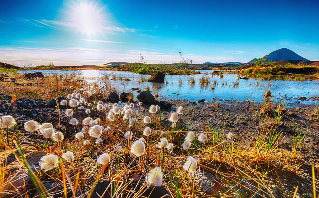 White fluffy cotton flowers at Myvatn lake. Location: Myvatn region, North part of Iceland, Europe