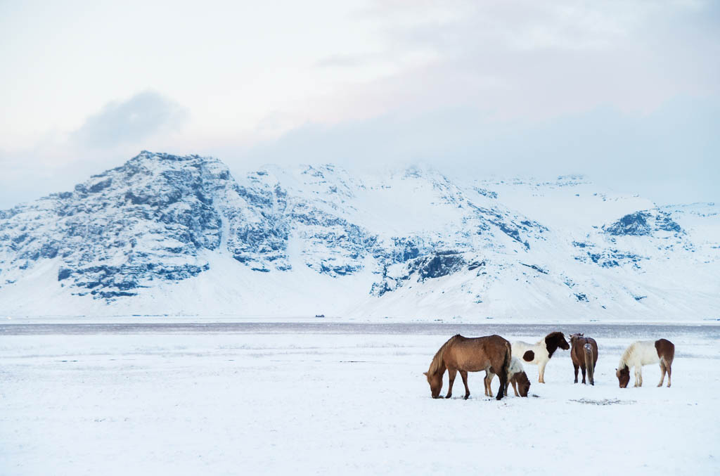 A herd of Icelandic horses with Eyjafjallajökull volcano in the background.