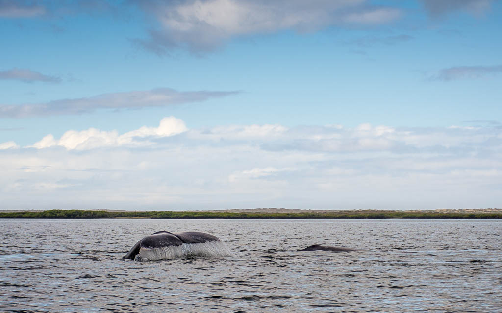 Magdalena Bay Gray Whale Watching Cruise Kated