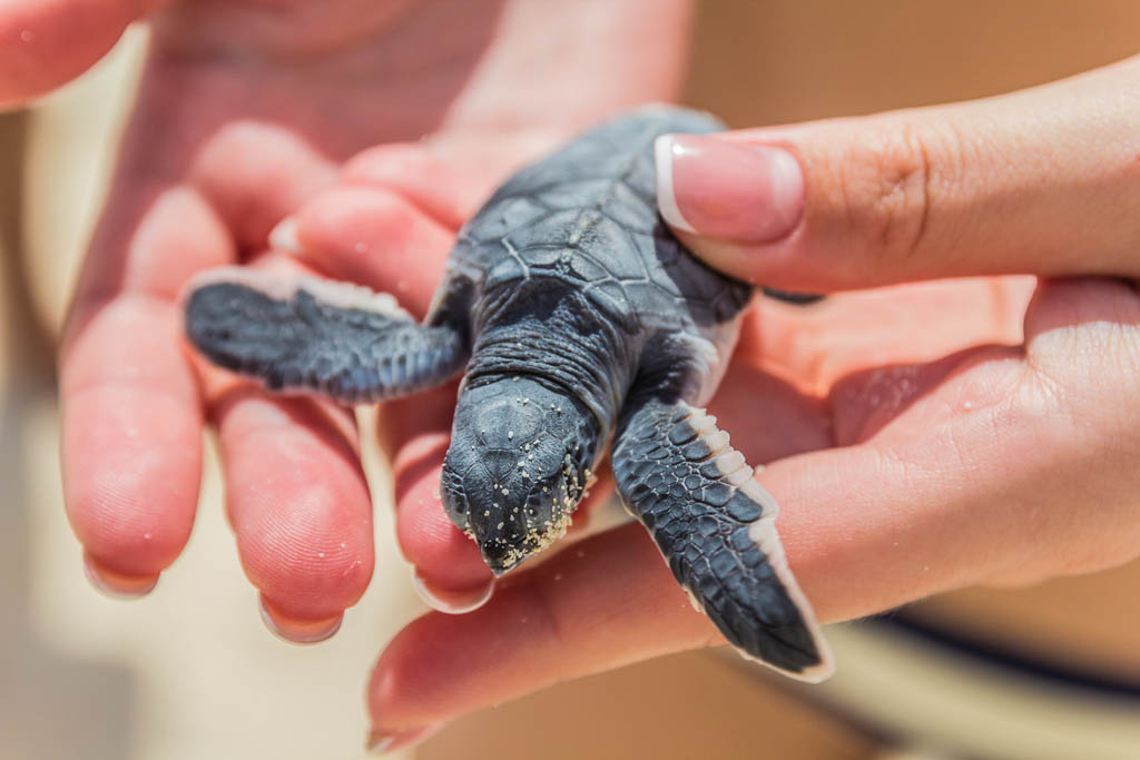 Close-up of a sea turtle in the hand of a girl.