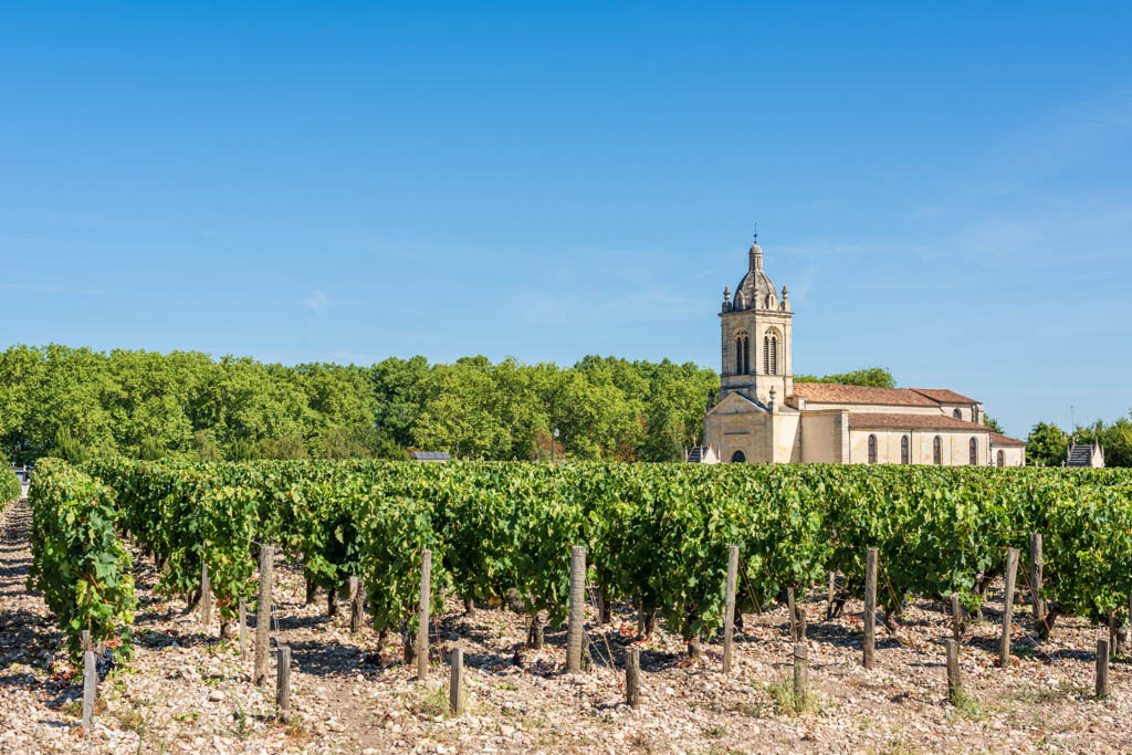 Grapes and vineyards of Margaux, in the famous Medoc area in France, between Bordeaux and Arcachon