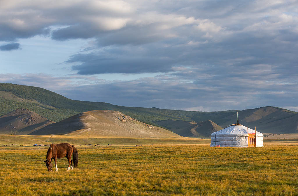 mongolian horses in a landscape of northern Mongolia