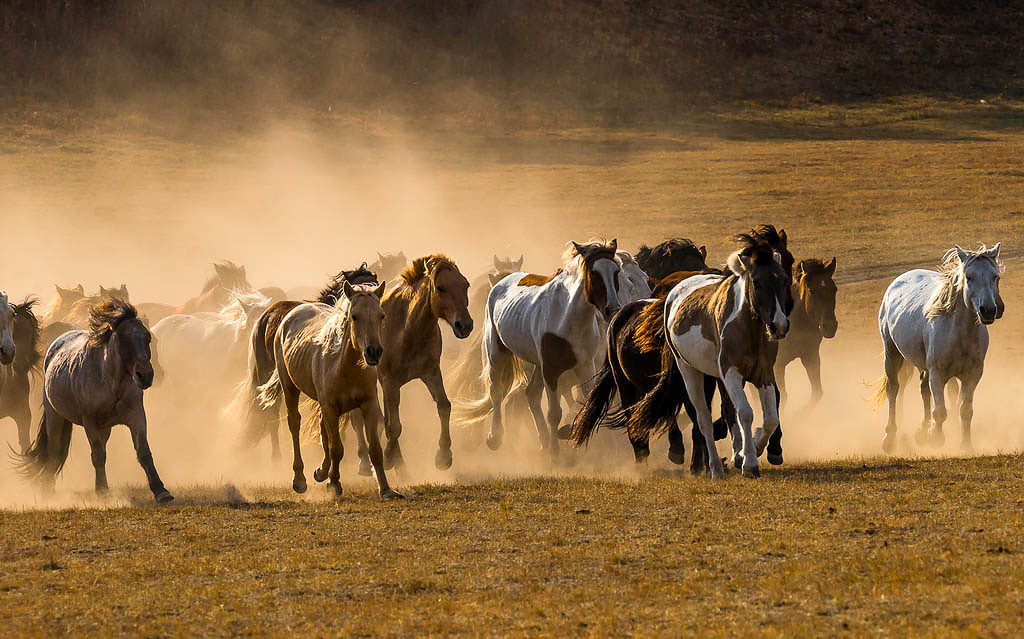 Horse Trek Through the Khangai Mountains - Kated