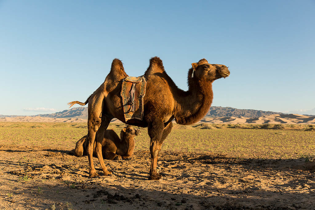 Camels of the Gobi Desert waiting for the sunset