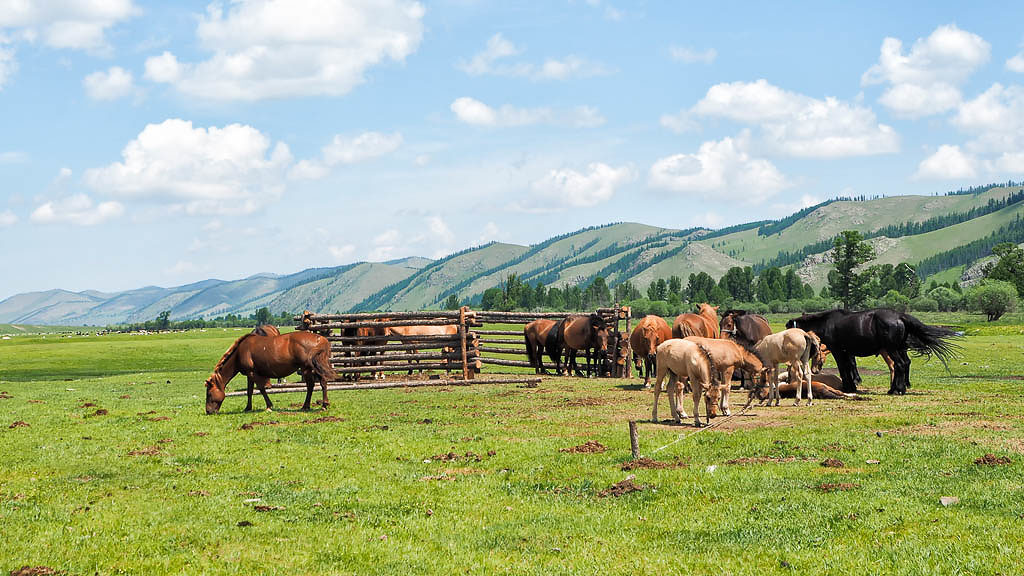 Horses on a wide field at the Central Mongolia