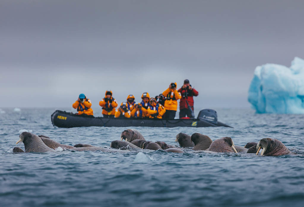 Quark Expeditions, Spotting Walruses, Credit David Merron