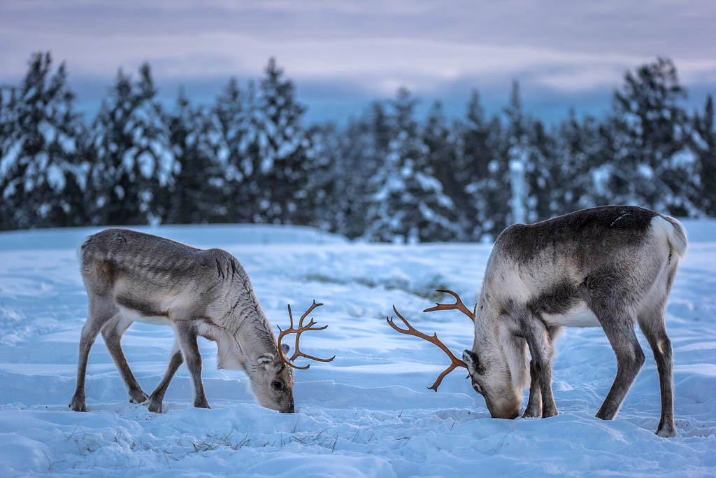 Two caribous (reindeers) in a winter scenery.