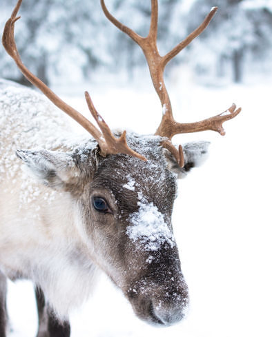 Cute baby reindeer in Sweden