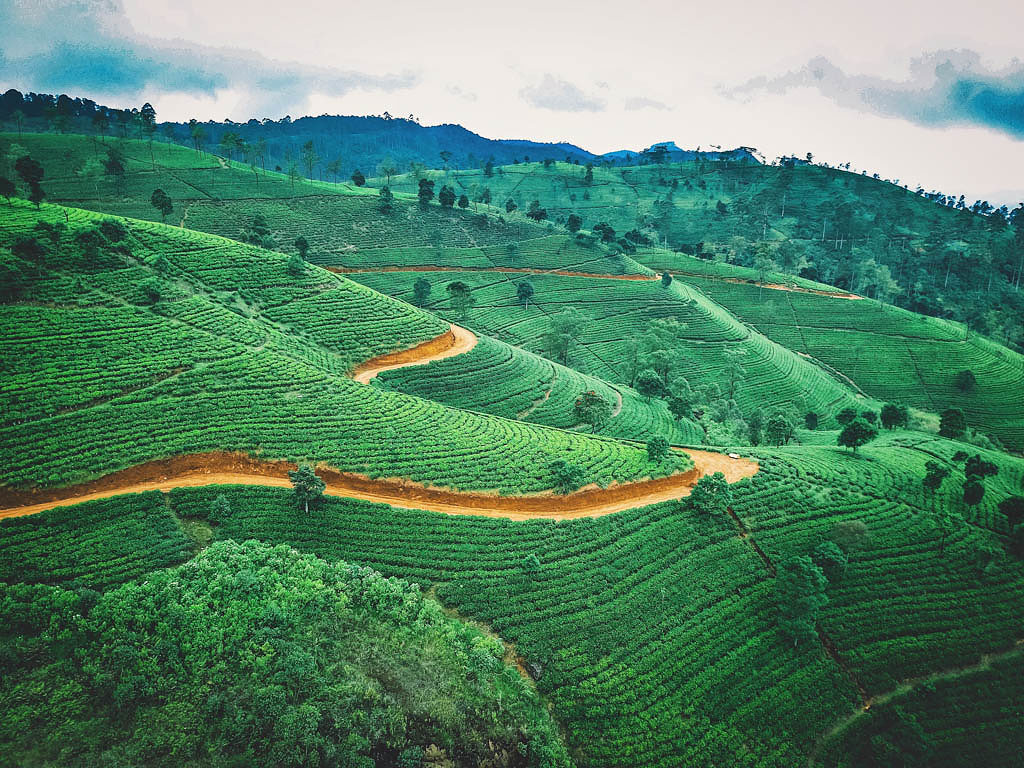 Tea Tour in the Central Highlands