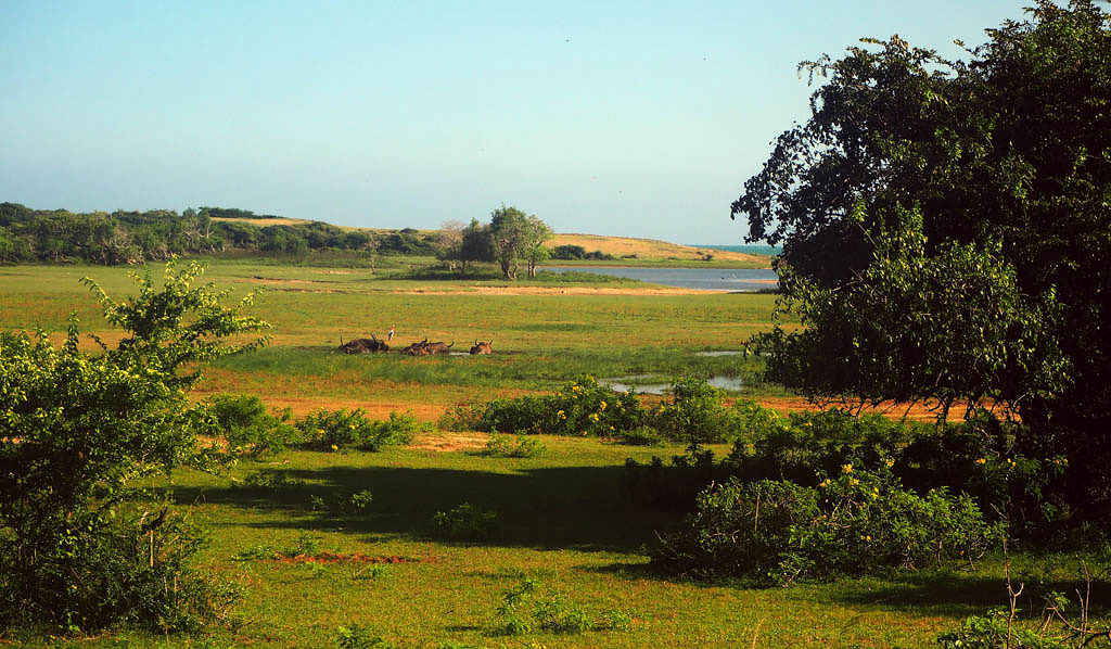 Yala National Park Safari